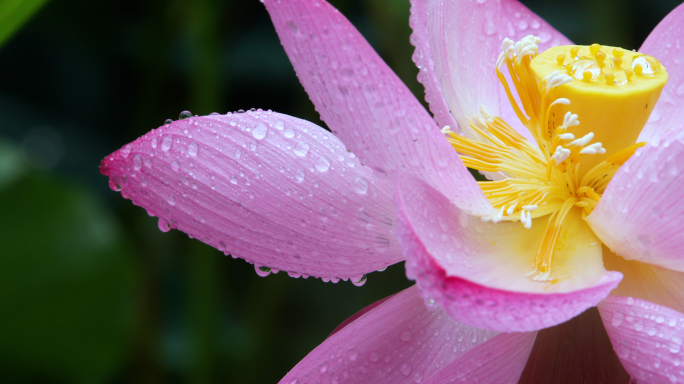 荷花 雨