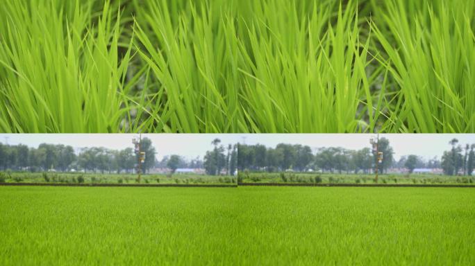 成长期的大片稻田特写全景2