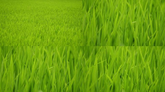 成长期的大片稻田特写全景1