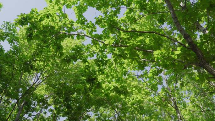 4k逆光仰望大自然森林树林新鲜空气阳光