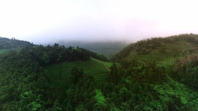 云雾 高山 航拍 茶园 磐安