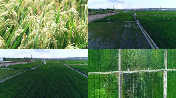 水稻种植培育植保无人机打药智慧农业