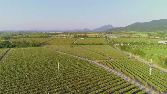 航拍农村振兴产业火龙果基地