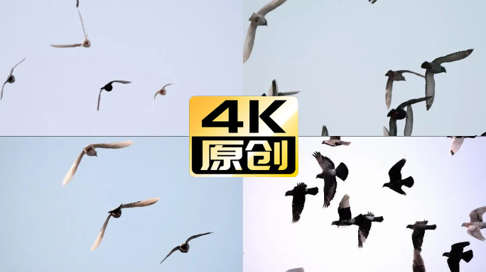 高速摄影 信鸽 赛鸽 4K 和平鸽