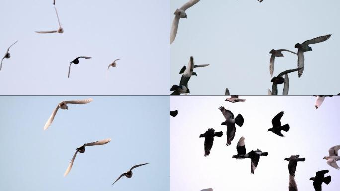 高速摄影 信鸽 赛鸽 4K 和平鸽