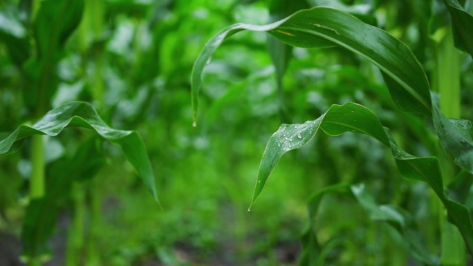 4k下雨天玉米地庄家农村