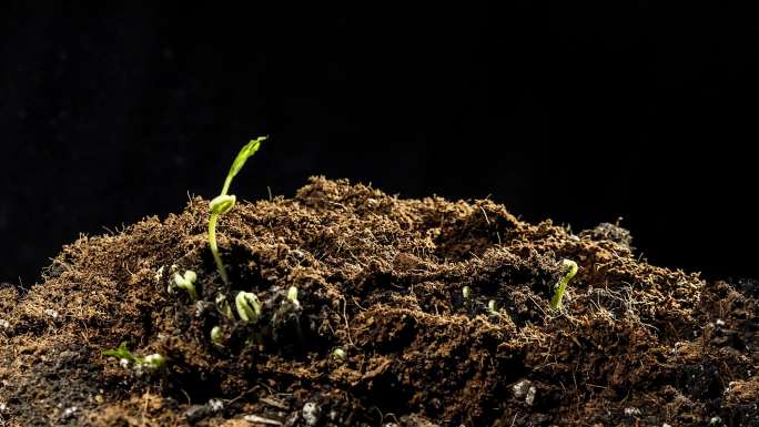 植物绿豆发芽生长全过程