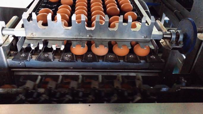养鸡场饲料厂鸡蛋