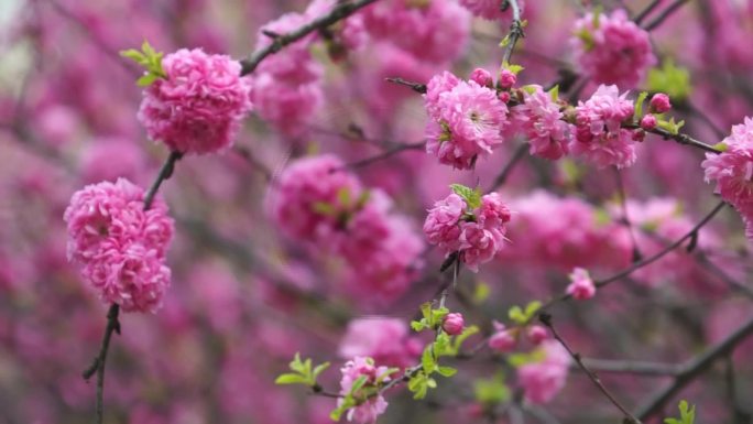 春天里、梅花开