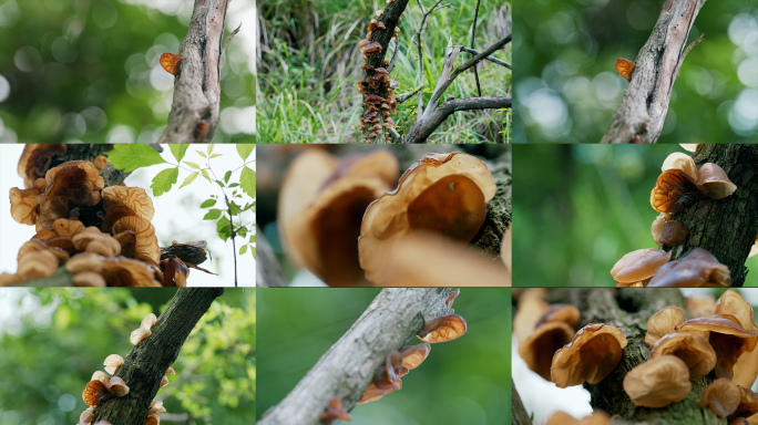 自然生长在朽木上的野生木耳木耳褐毡木耳