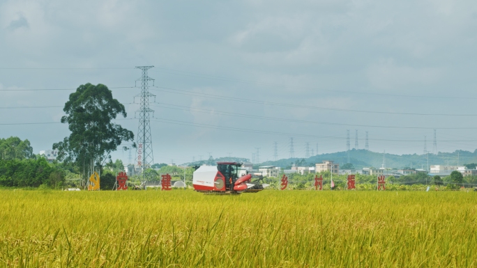 乡村振兴稻田农业收割大丰收粮仓水稻种植