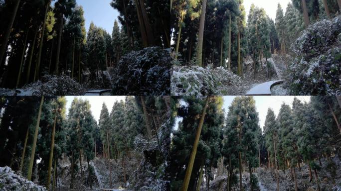 成都彭州龙门山熊猫森林公园雪景