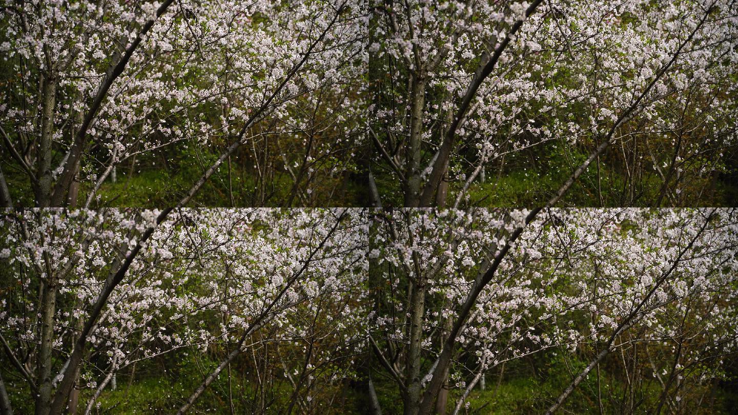 樱花随风飘落