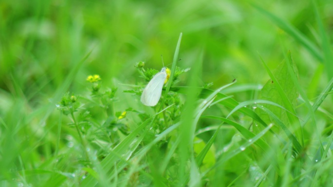 雨后白蝴蝶