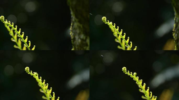 4K阳光下透亮的蕨类植物嫩芽