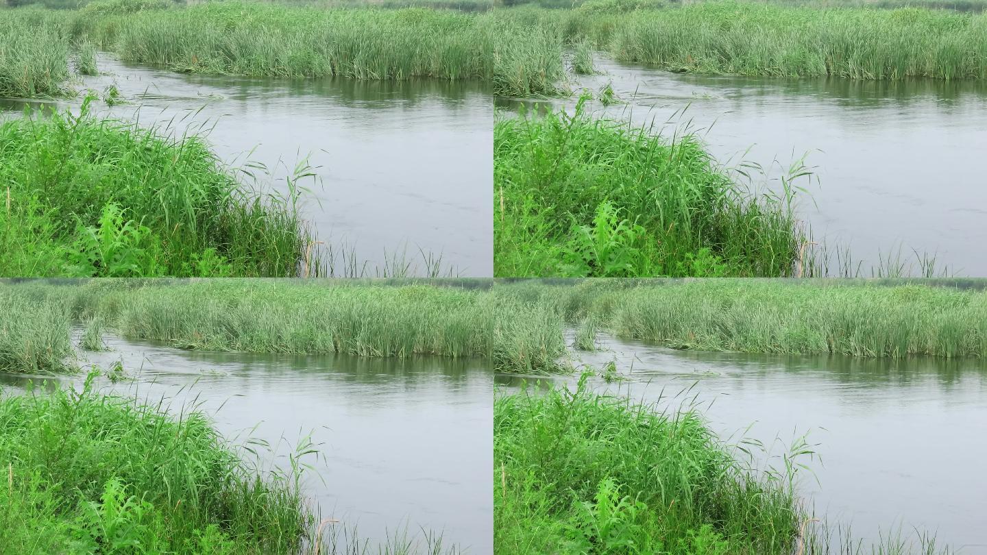 MVI_3853盛夏湿地汛期