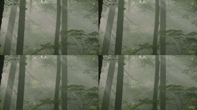 原始森林 野外 雾气 丁达尔 光