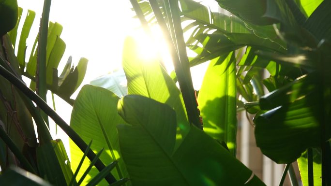 阳光穿过树叶逆光唯美仰望夏天治愈青春