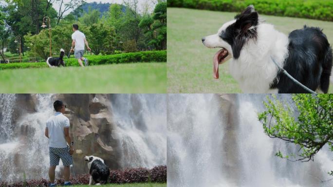 边牧犬户外奔跑玩耍遛狗