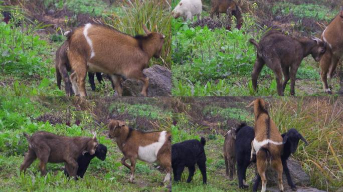 山羊养羊畜牧业羊群吃草打闹玩耍可爱动物