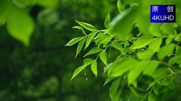 4K 宁静唯美雨景下雨升格空镜头