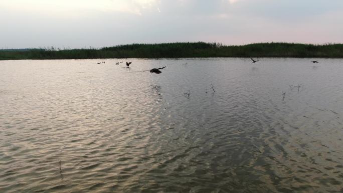 湿地野鸭