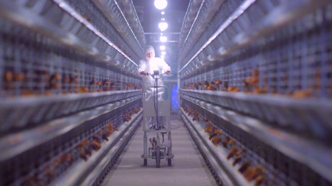 蛋鸡自动化养殖设备