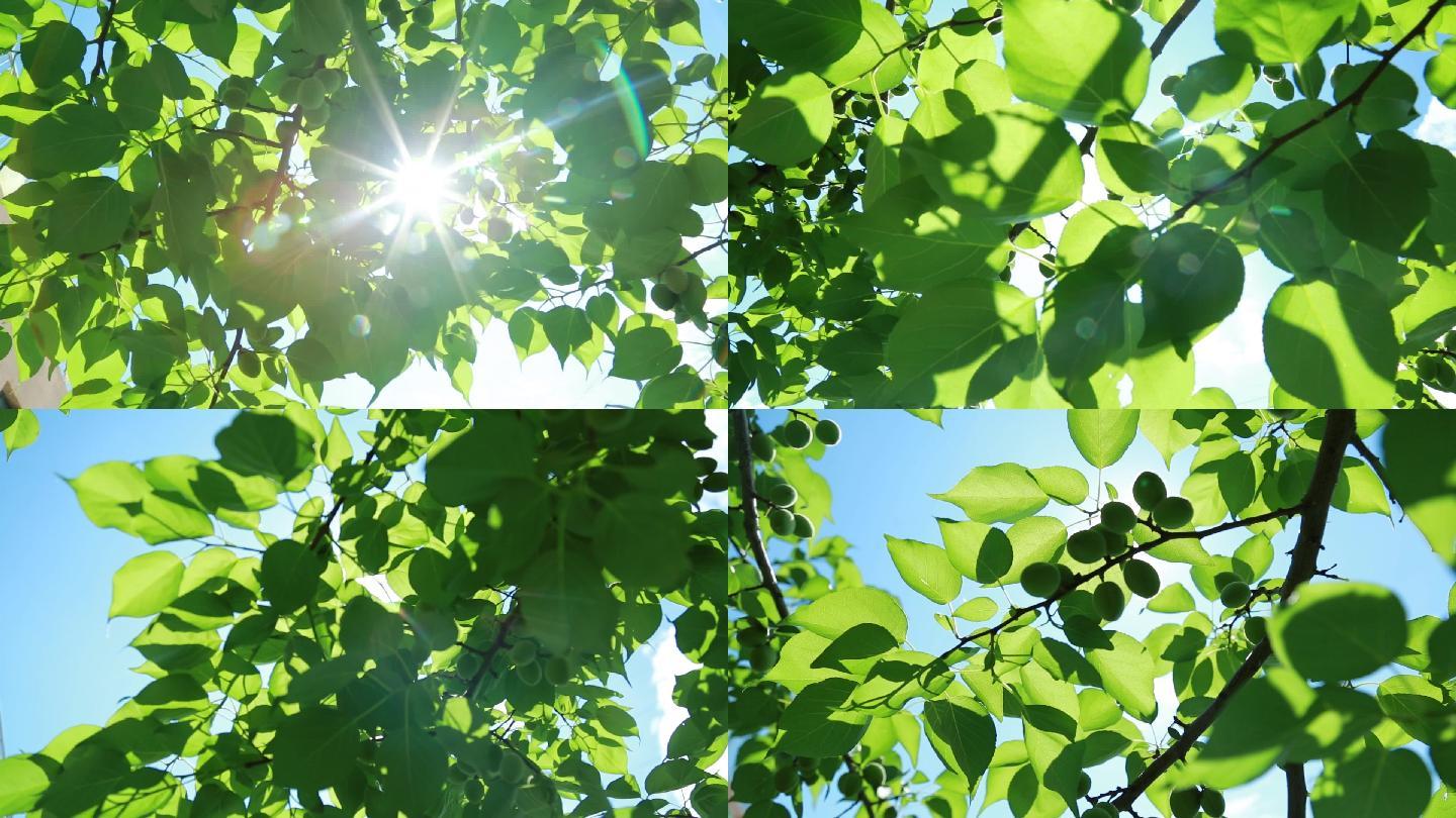 夏日 夏天 夏至 节气二十四节气