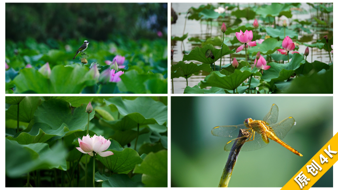 荷花、蜻蜓、小鸟