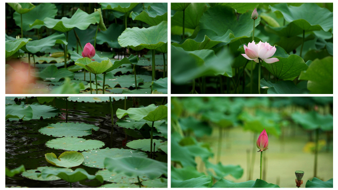 荷花、蜻蜓、小鸟