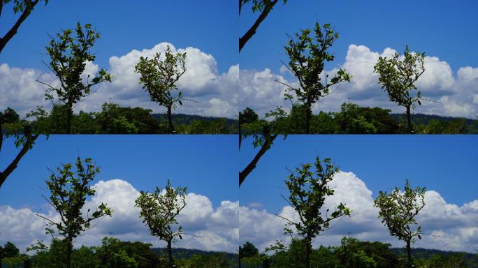蓝天白云树木延时
