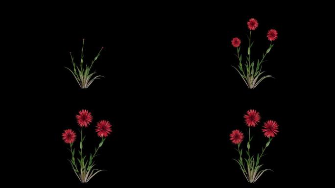 花生长——C4D工程