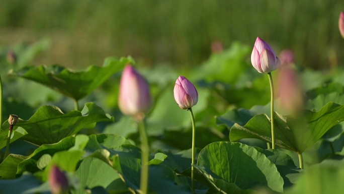 夏季荷花莲藕清廉蜻蜓中国风荷塘美景集锦