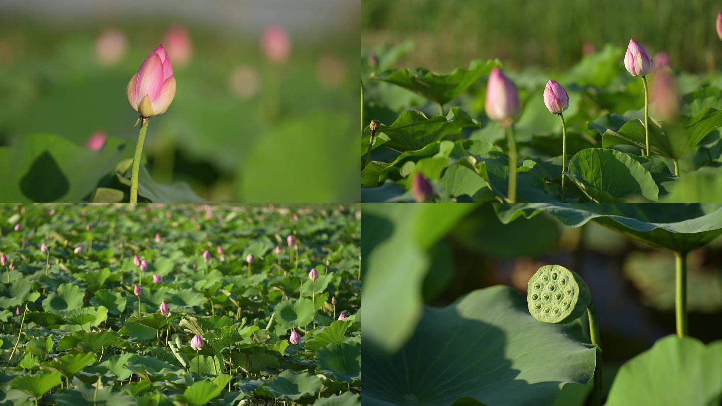 夏季荷花莲藕清廉蜻蜓中国风荷塘美景集锦