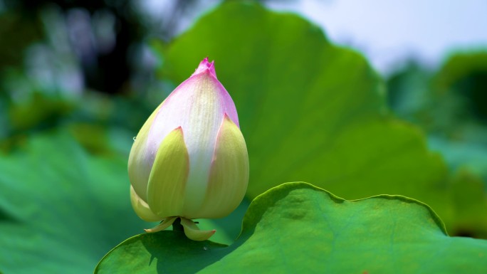 唯美视频画面含苞待放的花蕾-荷花