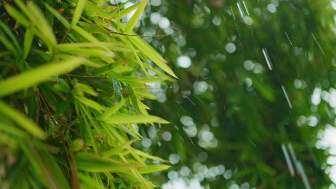 雨滴雨水自然雨水打落树叶雨季