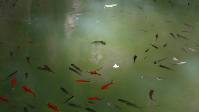 山涧水池观赏鱼
