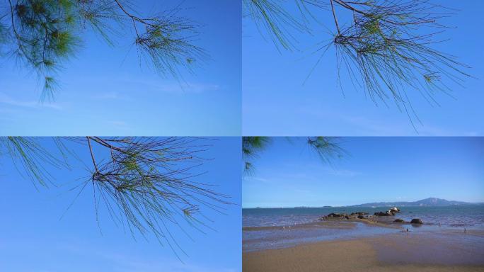蓝天海边大海沙滩松树叶子