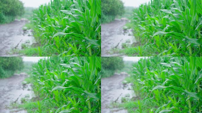 4k下雨天玉米地庄家农村