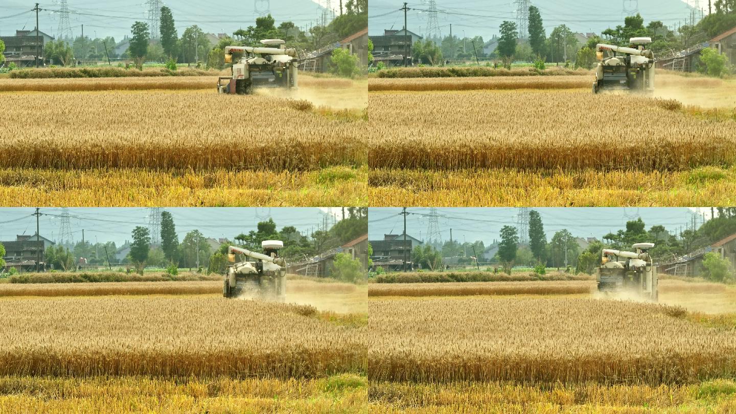 联合收割机麦田割小麦丰收