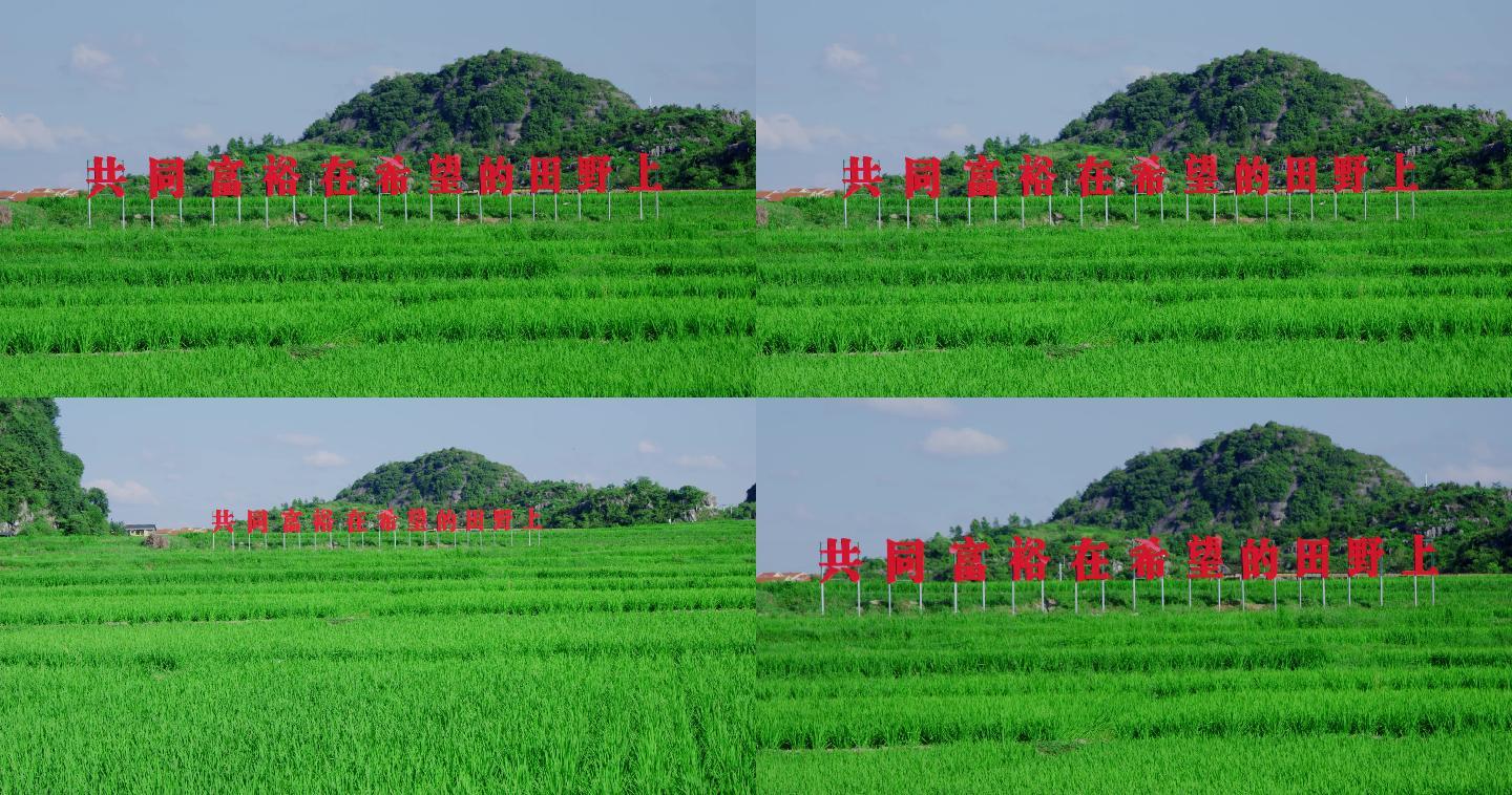 乡村振兴稻田