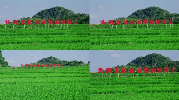 乡村振兴稻田