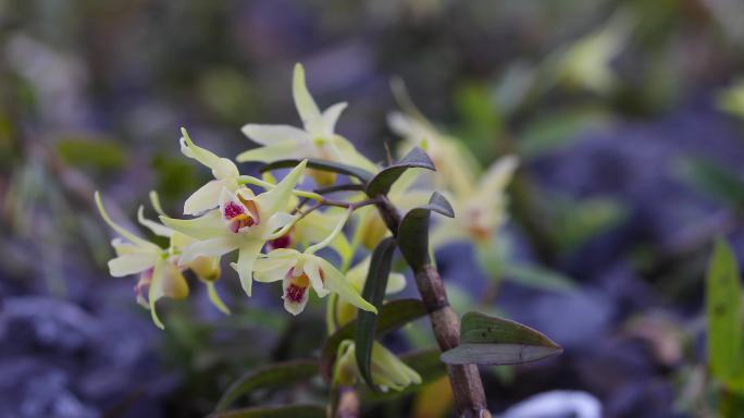 铁皮枫斗人工种植花开特写空镜