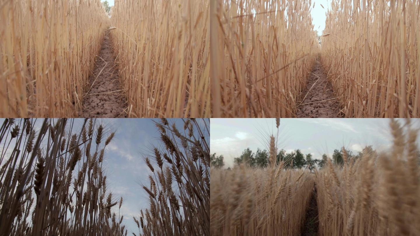 成熟的小麦07