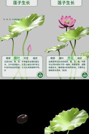 莲子生长过程动画