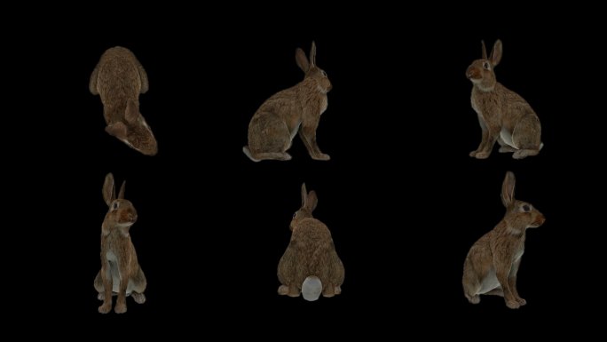兔子 野兔 全息素材 裸眼3D 动态兔子
