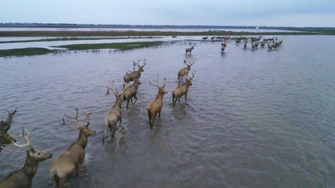 江苏盐城大丰麋鹿国家级自然保护区
