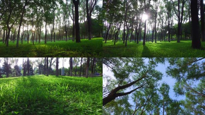 树林早晨光影变化生态环境阳光照射树林光影