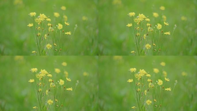 8k小黄花花丛草地