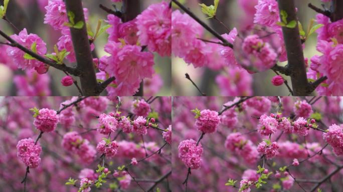 春天里、梅花开